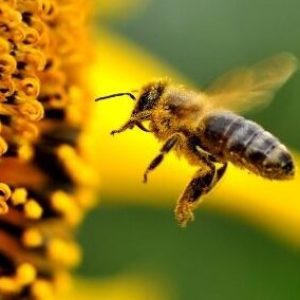 abeja-endemica-canarias